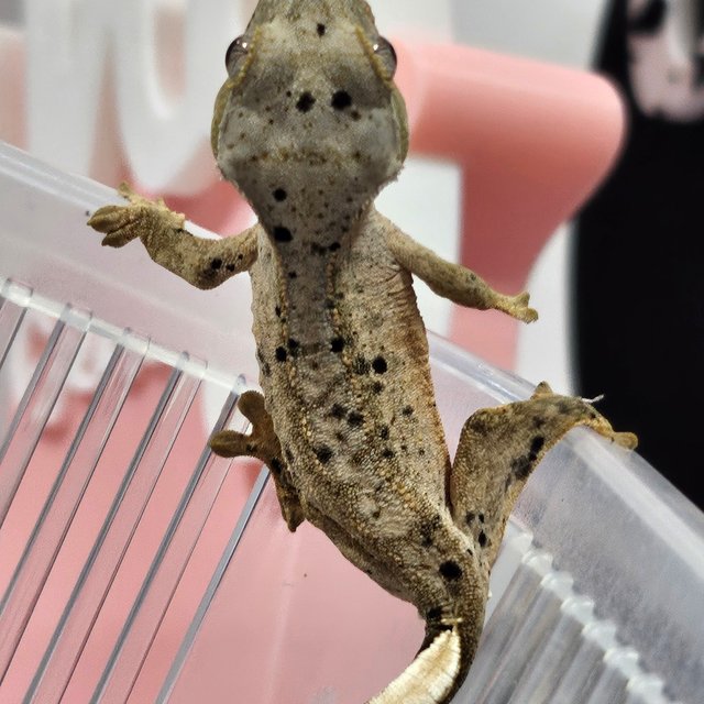 슈퍼달마시안 화이트