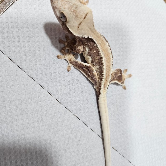 릴리100%헷아잔틱