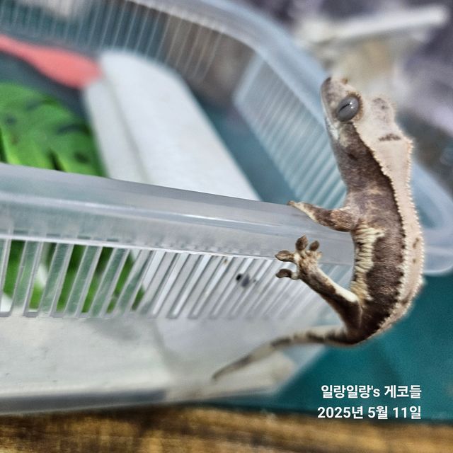 릴리100%헷아잔틱