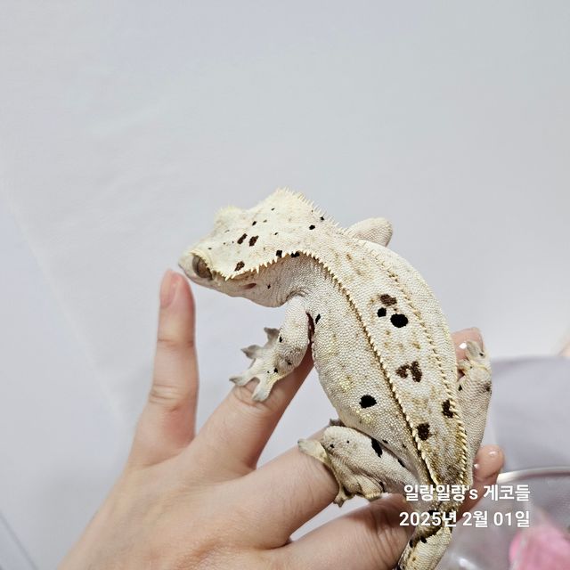 달마시안 슈퍼달마시안