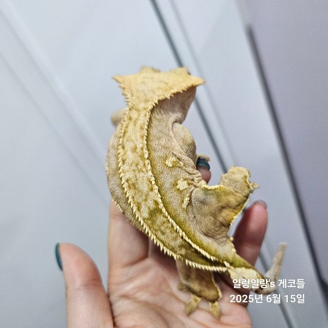 크림시클