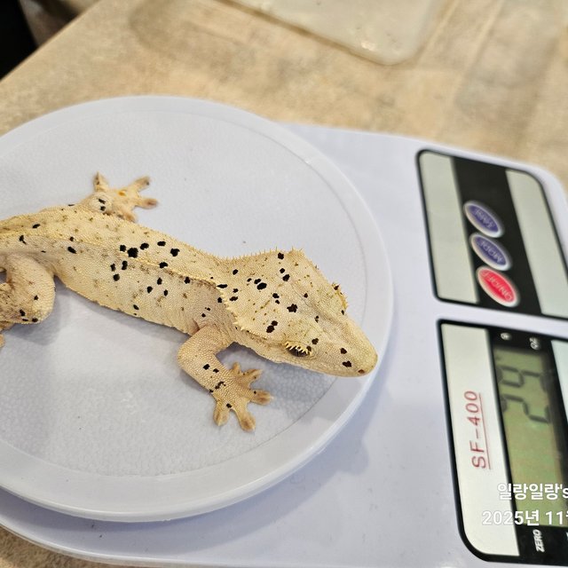 달마시안 슈퍼달마시안 화이트