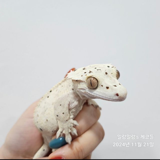 달마시안 슈퍼달마시안