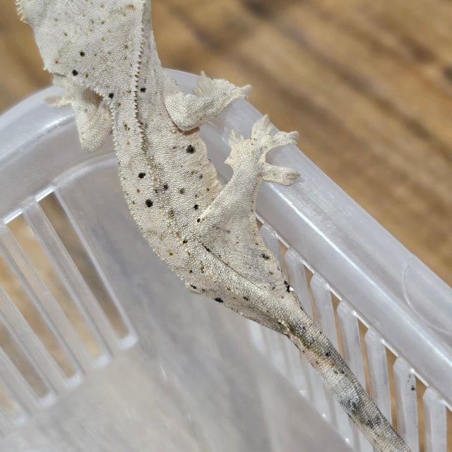 슈퍼달마시안 달마시안