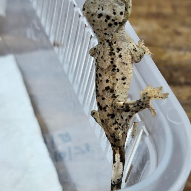 슈퍼달마시안 달마시안