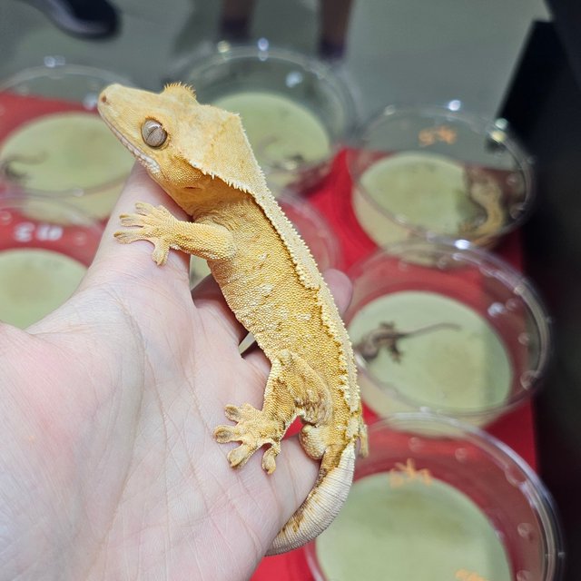 크림시클 옐로우