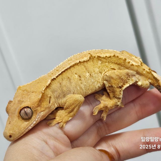 크림시클 옐로우