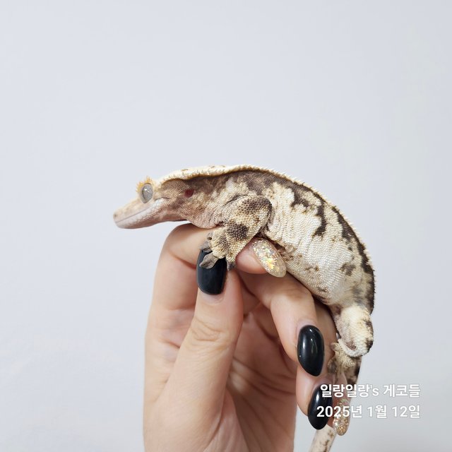 노멀 드리피 화이트