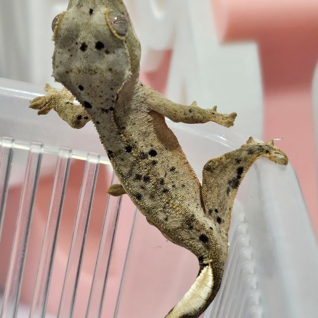 슈퍼달마시안 화이트