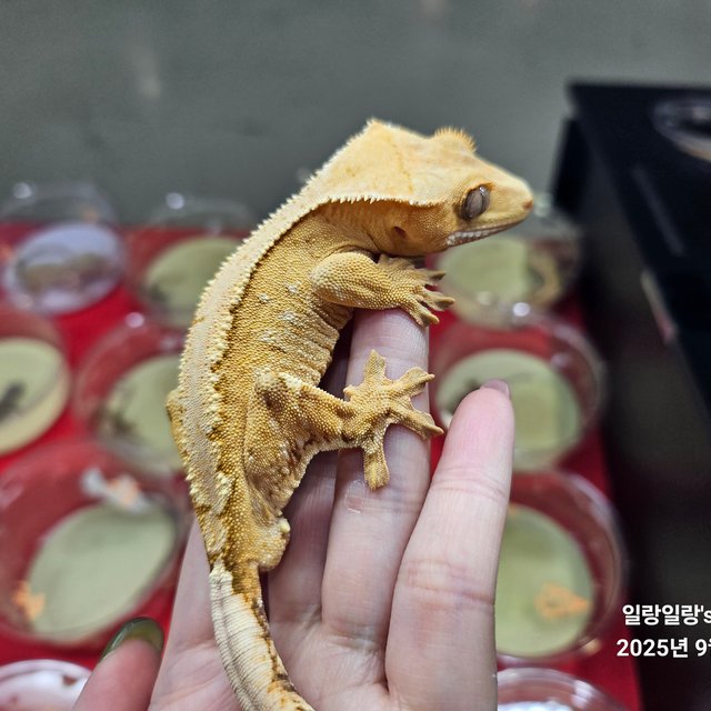 크림시클 옐로우