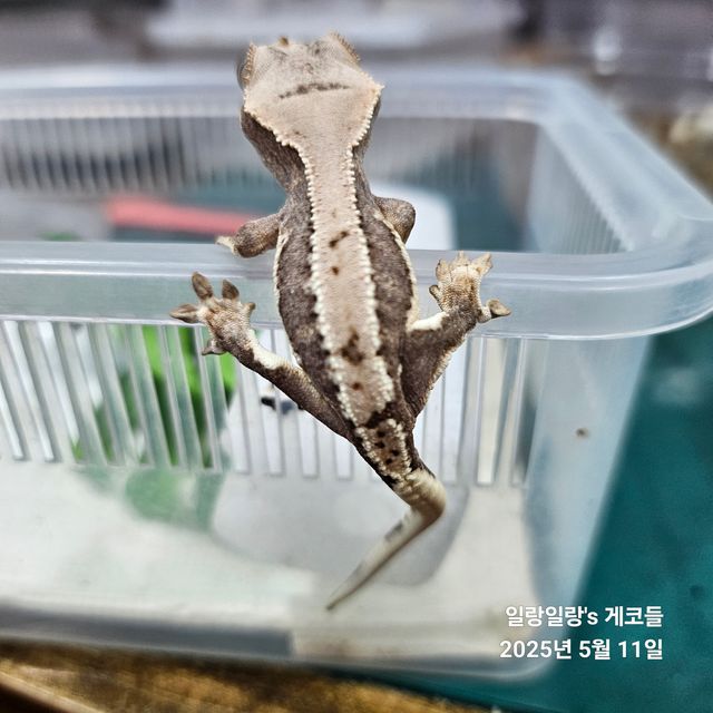릴리100%헷아잔틱