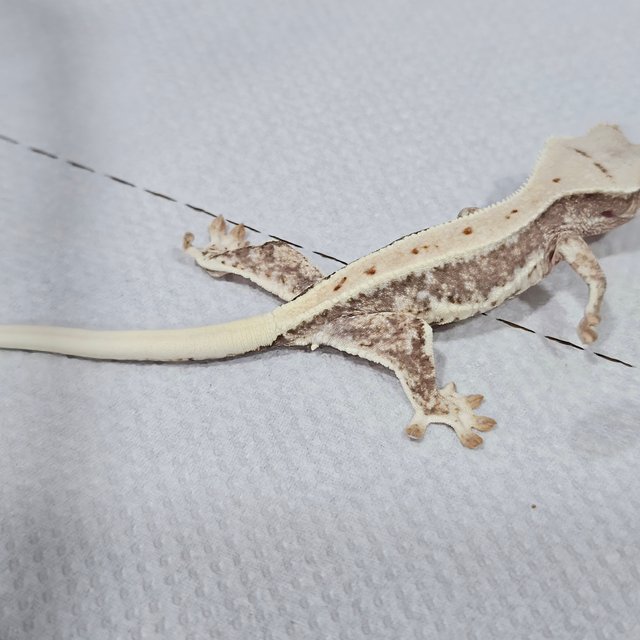 릴리100%헷아잔틱