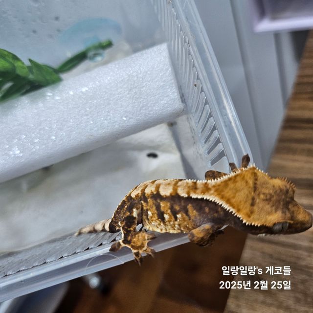 트라이 익스트림할리퀸 화이트스팟