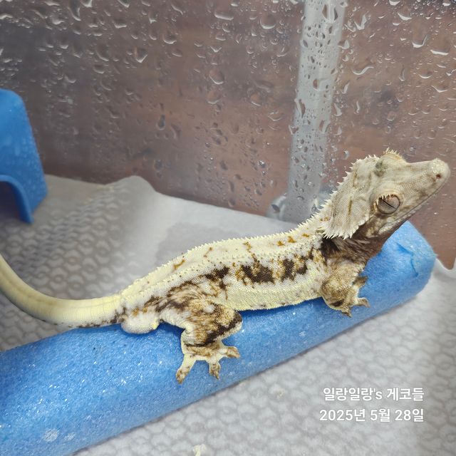 릴리100%헷아잔틱