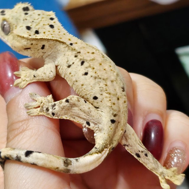 슈퍼달마시안 달마시안 화이트