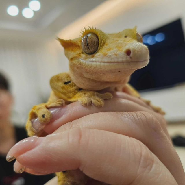 달마시안 슈퍼달마시안