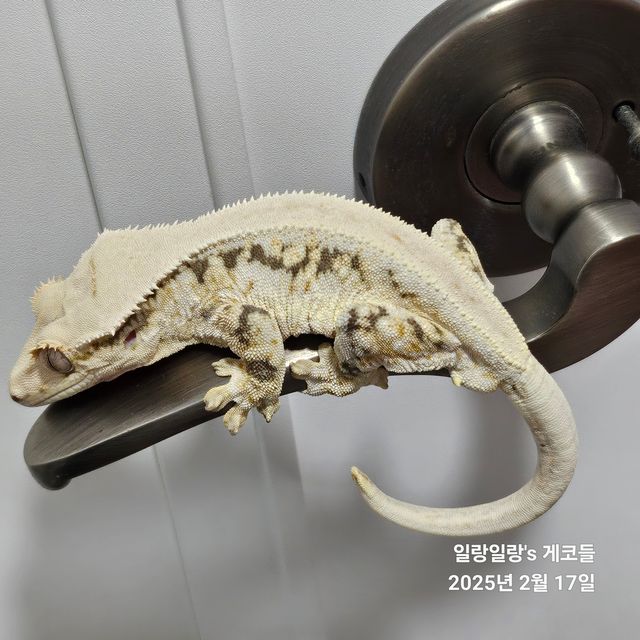 릴리화이트