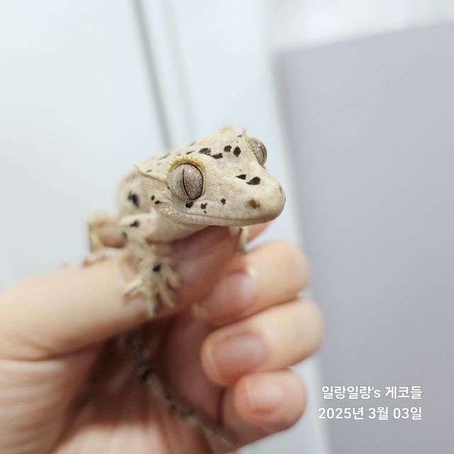 슈퍼달마시안 달마시안