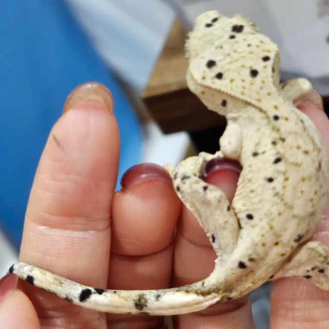 슈퍼달마시안 달마시안 화이트