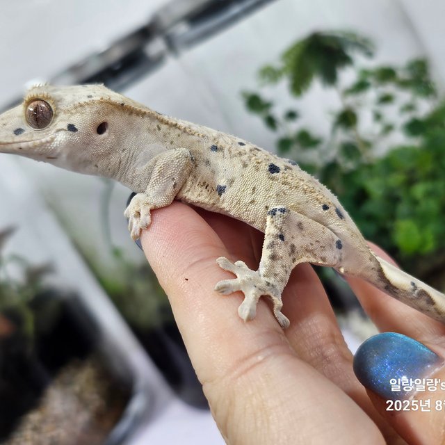 슈퍼달마시안 달마시안 화이트