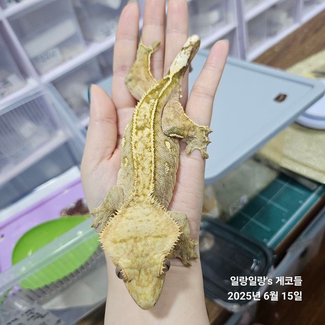 크림시클