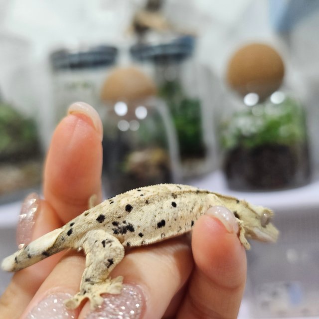 슈퍼달마시안 달마시안