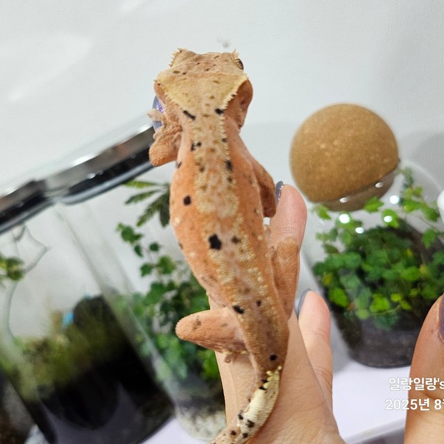 슈퍼달마시안 달마시안 레드