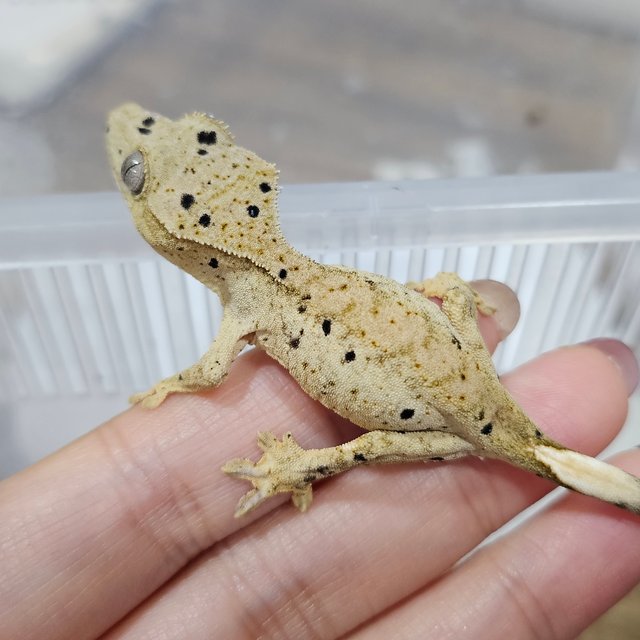 슈퍼달마시안 달마시안 화이트