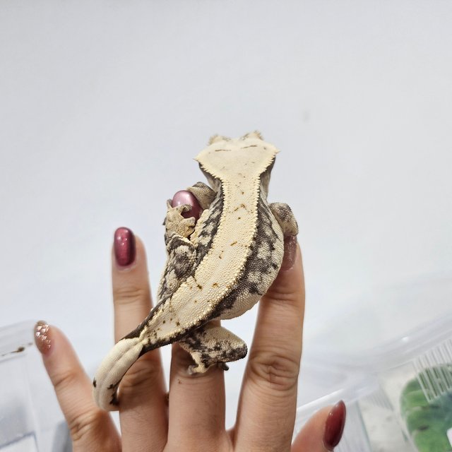 노멀 드리피 화이트