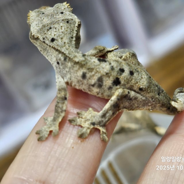 슈퍼달마시안 달마시안