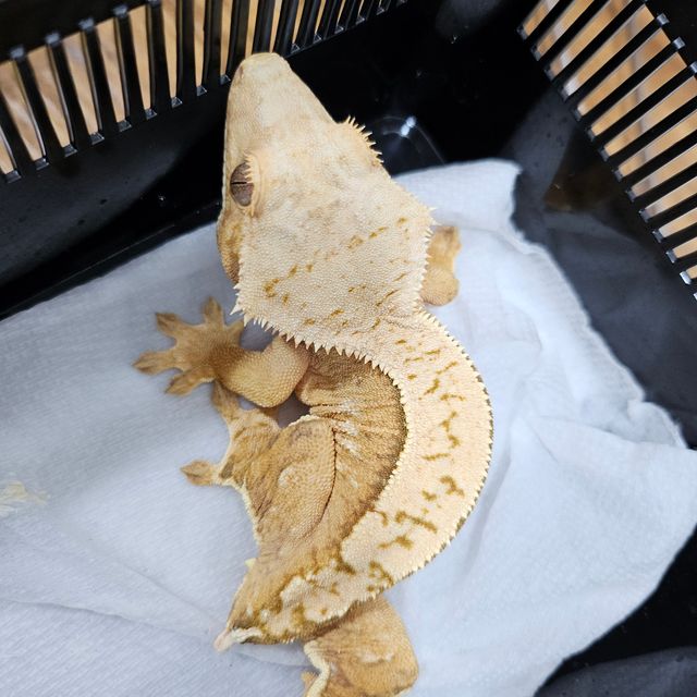 크림시클