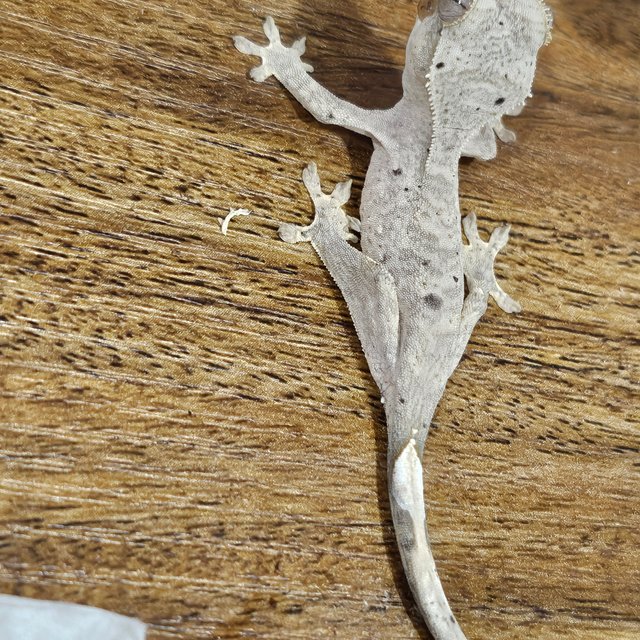 슈퍼달마시안 달마시안