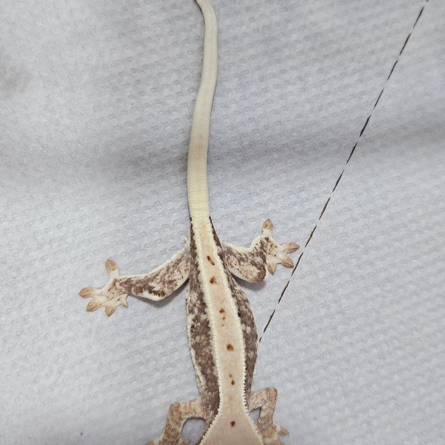 릴리100%헷아잔틱