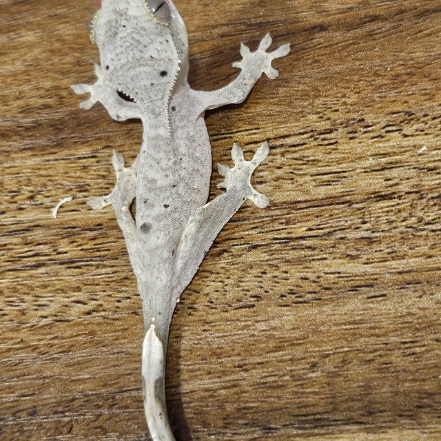 슈퍼달마시안 달마시안