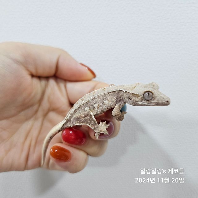 릴리화이트