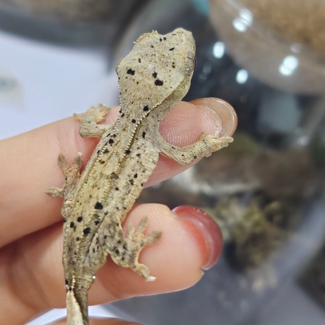 슈퍼달마시안 달마시안 화이트 옐로우