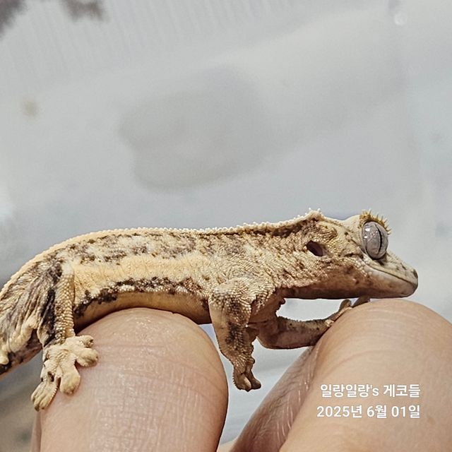 릴리화이트