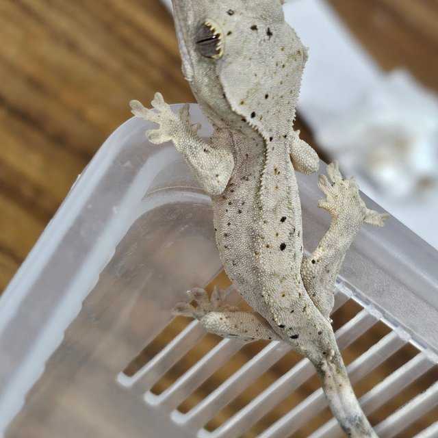 슈퍼달마시안 달마시안