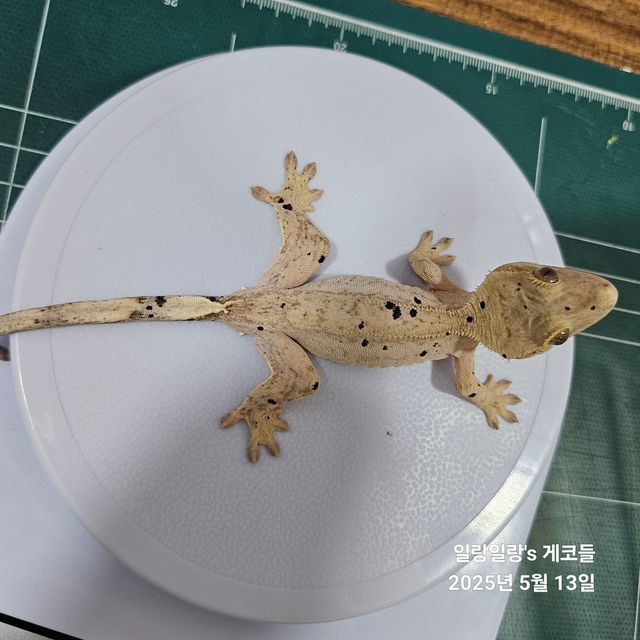 슈퍼달마시안 달마시안