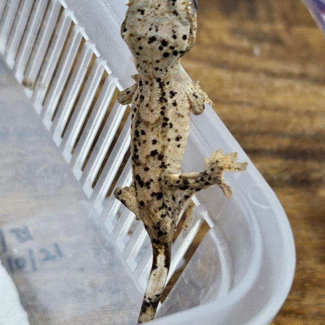 슈퍼달마시안 달마시안