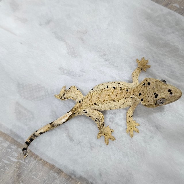 슈퍼달마시안 달마시안 화이트