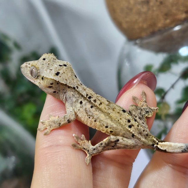 슈퍼달마시안 달마시안 화이트 옐로우