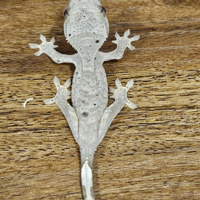 슈퍼달마시안 달마시안