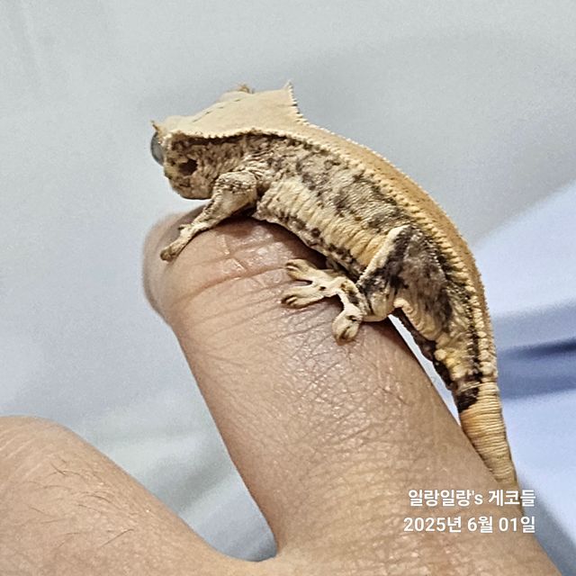 릴리화이트
