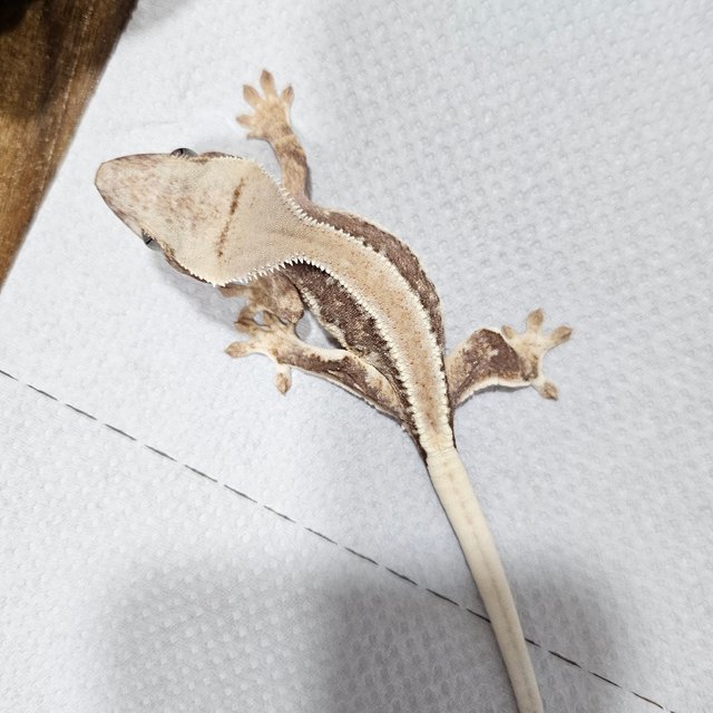 릴리100%헷아잔틱