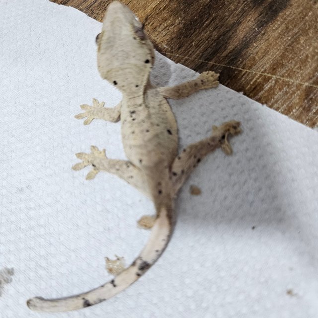 슈퍼달마시안 달마시안