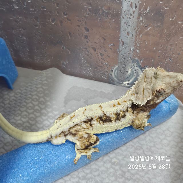 릴리100%헷아잔틱