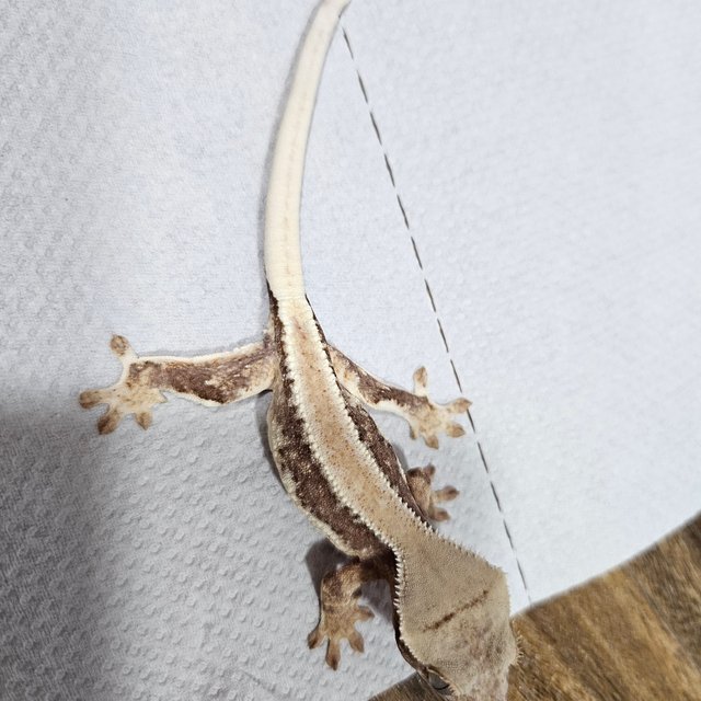 릴리100%헷아잔틱