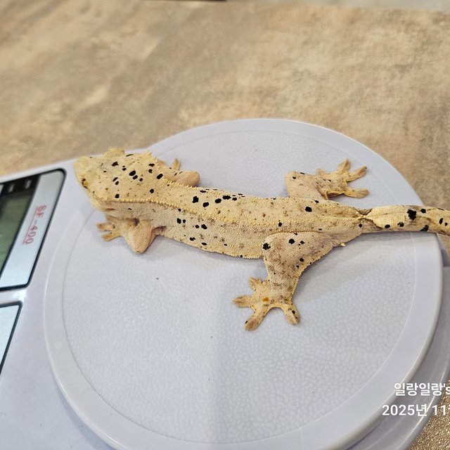 달마시안 슈퍼달마시안 화이트