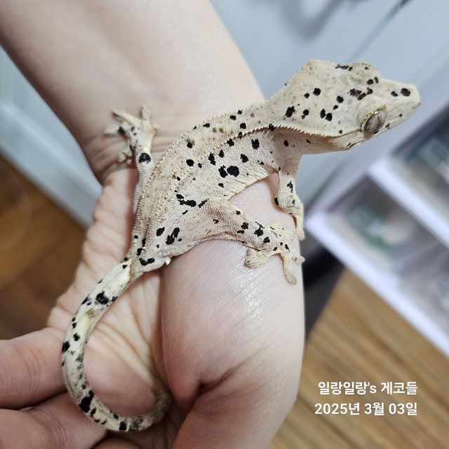 슈퍼달마시안 달마시안